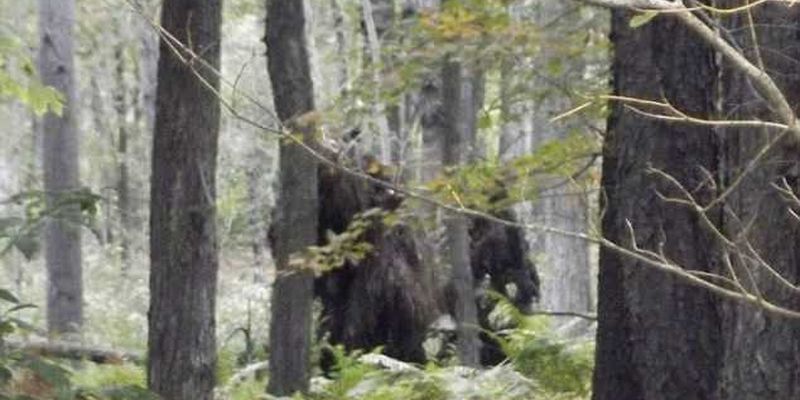 Очевидец сфотографировал огромных снежных людей