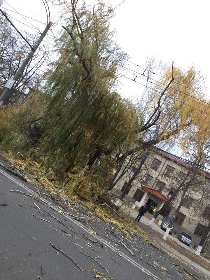 Consecinţele vântului puternic în Capitală: Circa 15 copaci doborâţi şi mai multe crengi rupte