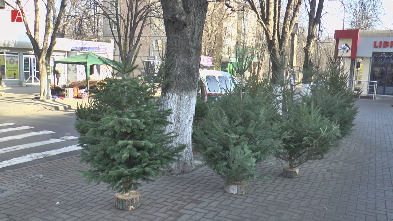 Cât costă brazii de Crăciun scoși la vânzare