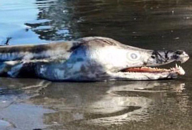 Creatura bizară văzută pe malul unui lac