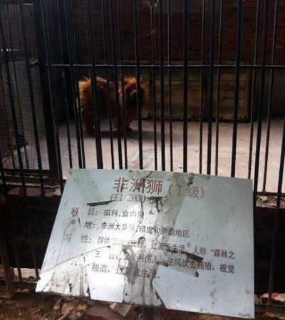 Surpriză la o grădină zoologică din China: "leul" a început să latre