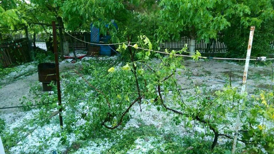 В селе Антонешты град уничтожил тысячи гектаров сельхозугодий