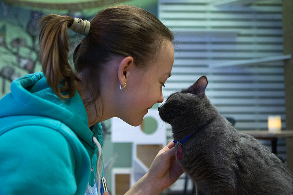 В Москве открылось первое японское котокафе