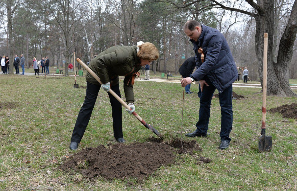Rușine bărbaților socialiști. Zinaida Greceanîi sapă, iar Igor Dodon și Ion Ceban țin copăceii