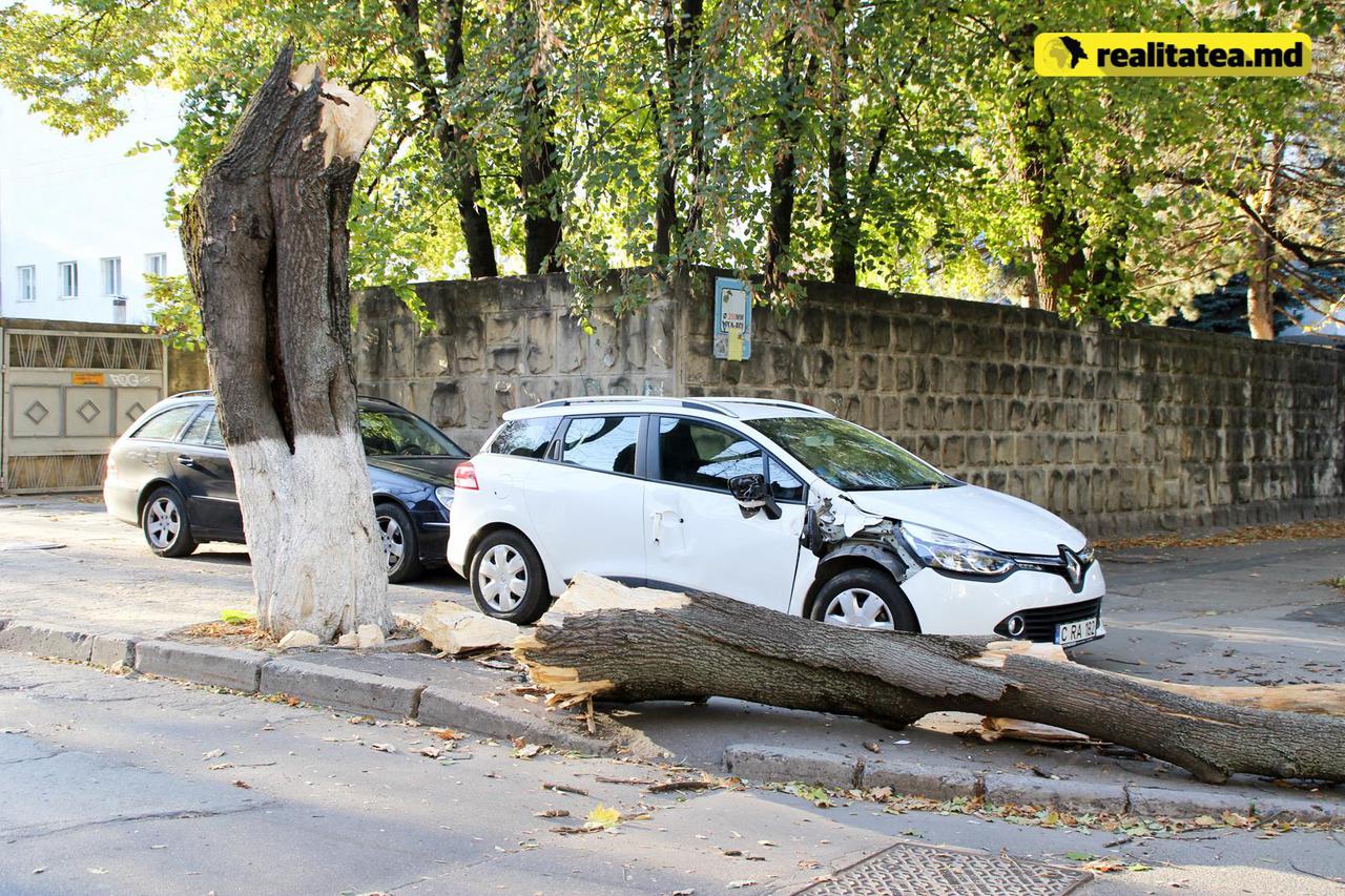 Un copac putred a căzut peste o maşină în centru