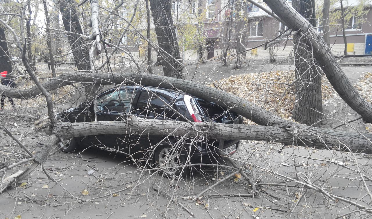 В Кишиневе сильный ветер повалил десятки деревьев