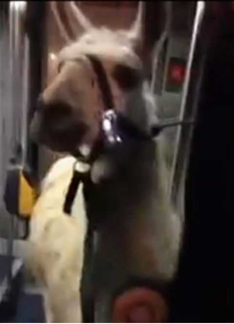 Пьяные подростки прокатили ламу на трамвае