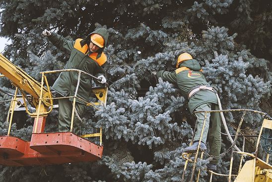 Рождественскую ель установили в центре столицы
