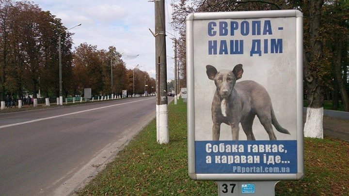 Câinele care seamănă cu Putin, vedetă în publicitate