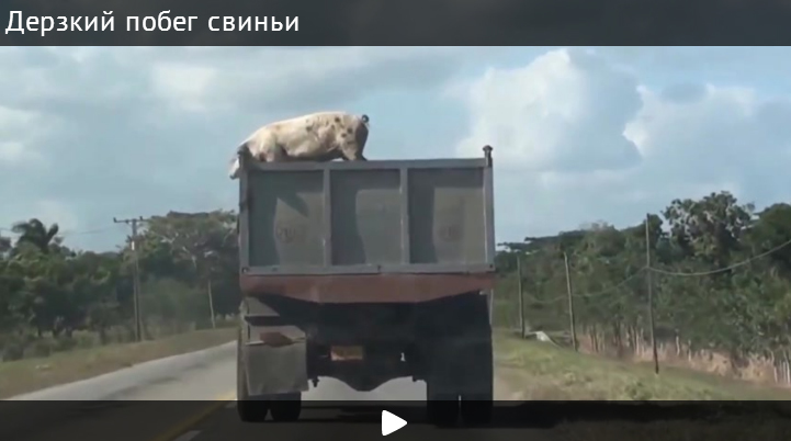 Побег храброй свиньи из грузовика сняли на видео