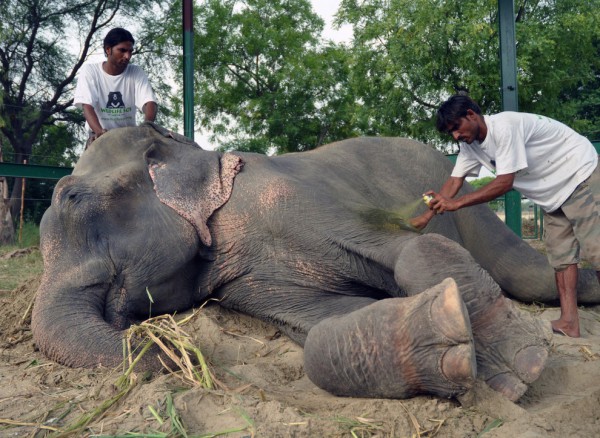 50 лет рабства окончены: Слон расплакался во время освобождения из неволи