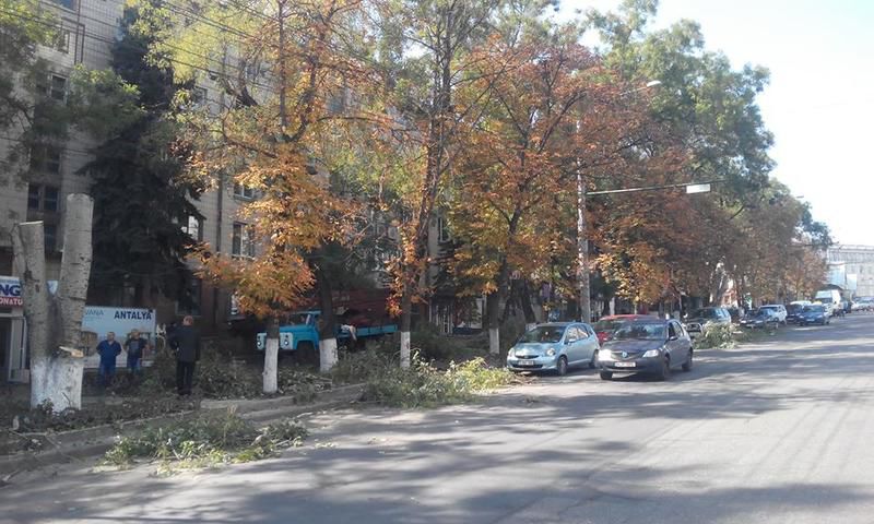 Киртоакэ намерен вырубить более 160 деревьев в Кишиневе