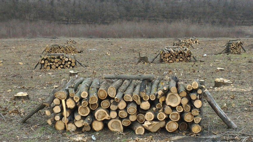 В Вадул-луй-Водэ идет незаконная вырубка леса