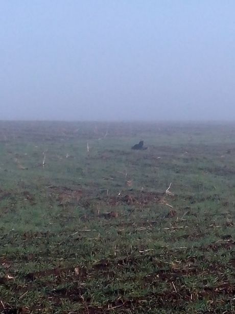 Bărbat din Soroca, împușcat mortal și abandonat pe un câmp