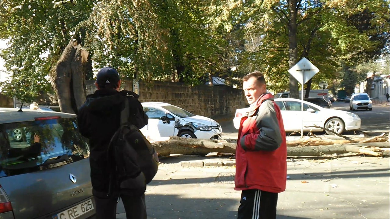 В центре Кишинева рухнуло гнилое дерево