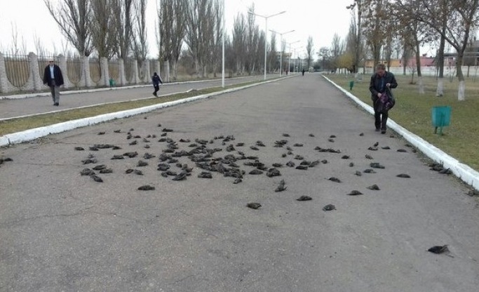 В Одесской области с неба замертво упала стая скворцов
