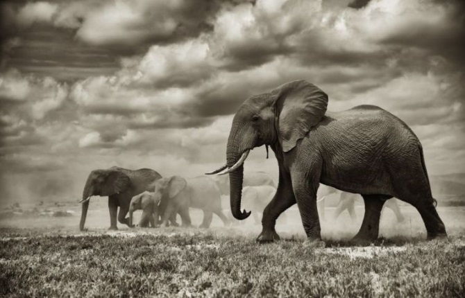 Лучшие фотографии National Geographic за июль