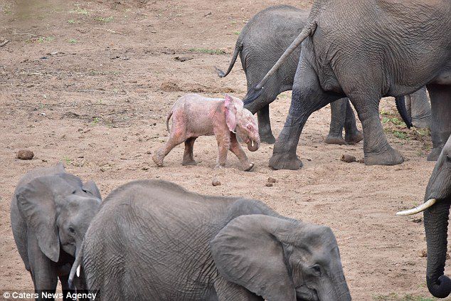 Розовый слоник родился на юге Африки