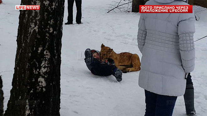 В России львёнок из передвижного зоопарка напал на ребёнка