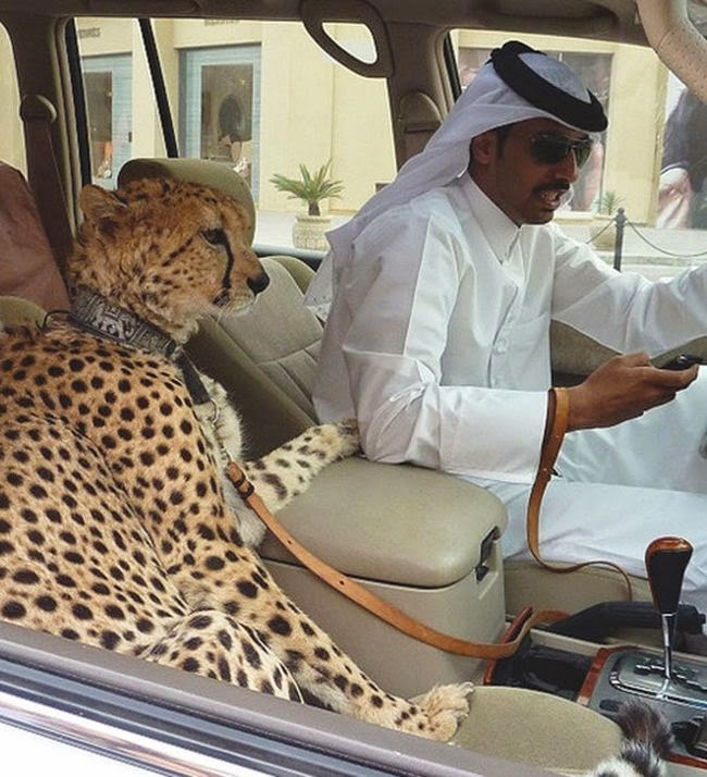 Excentricitatile seicilor din Dubai