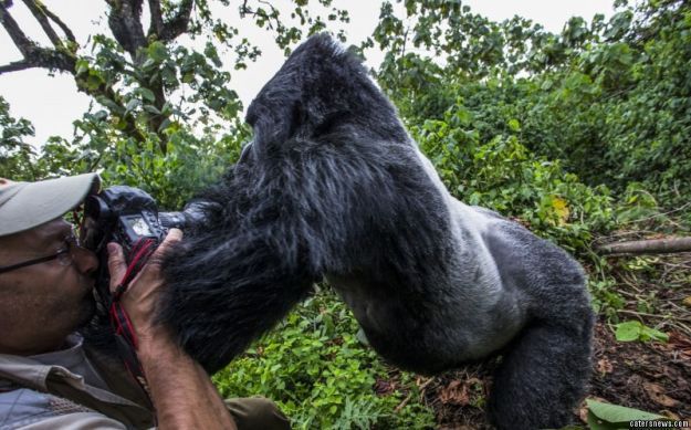 Un francez s-a speriat de moarte, după ce a încercat să fotografieze o gorilă