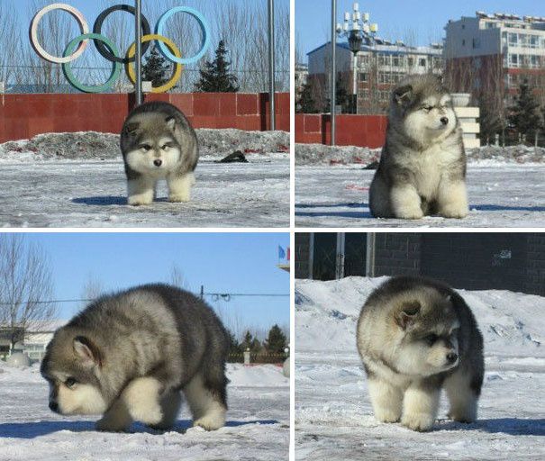 Самые милые щенки на свете