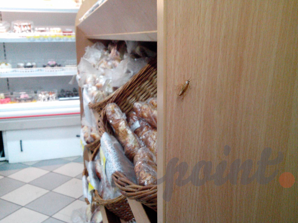 Magazin din capitală invadat de gândaci