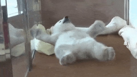 Названы самые милые животные 2015 года