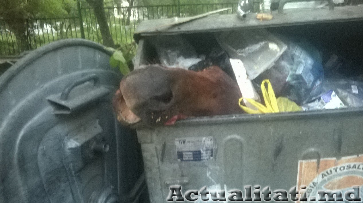In tomberoanele de gunoi din Chisinau gasesti orce chiar si cai!