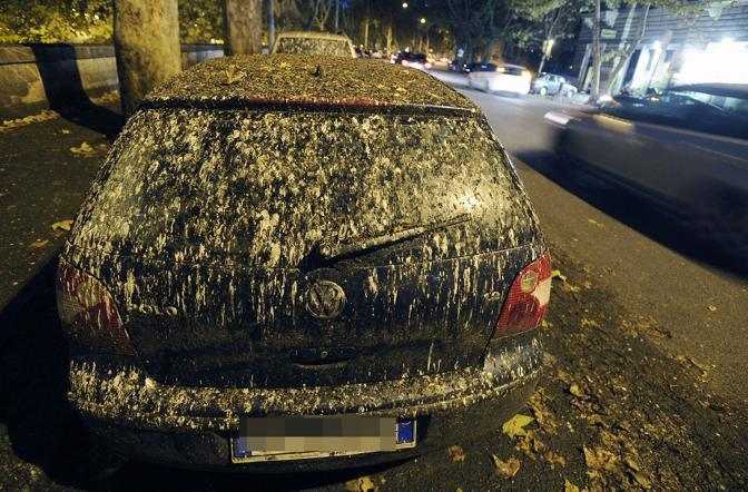 В Риме начались фекальные дожди