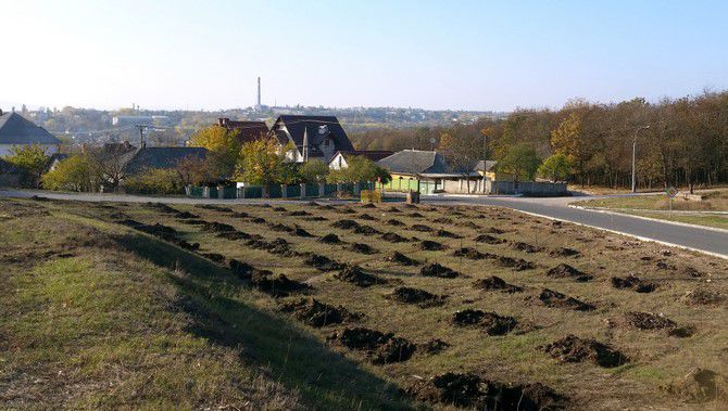 Orheiul se vrea ca Olanda. Autoritățile au plantat 40 de mii de lalele