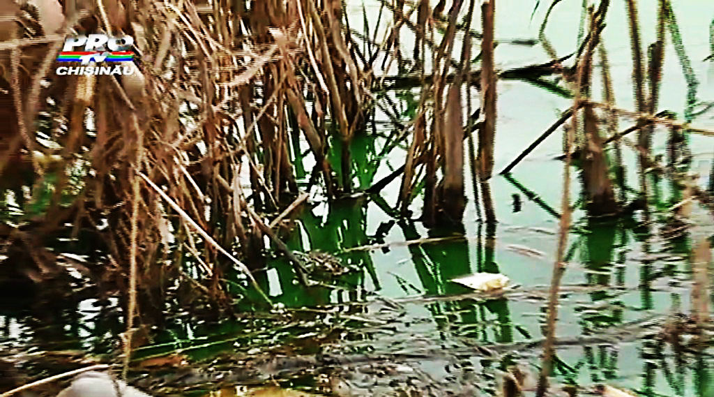 Apa unui lac din Chişinău s-a făcut verde, cu aburi şi miros neplăcut