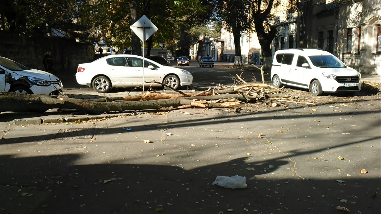 В центре Кишинева рухнуло гнилое дерево