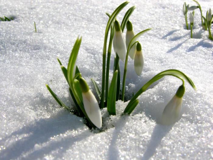 primavara, martisor
