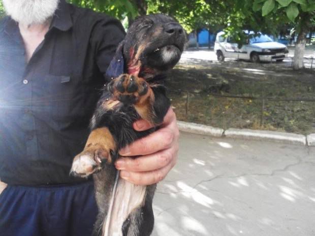 Cățeluși fără stăpân de doar o lună, omorâți cu cruzime. Povestea cutremurătoare a bărbatului care-i îngrijea