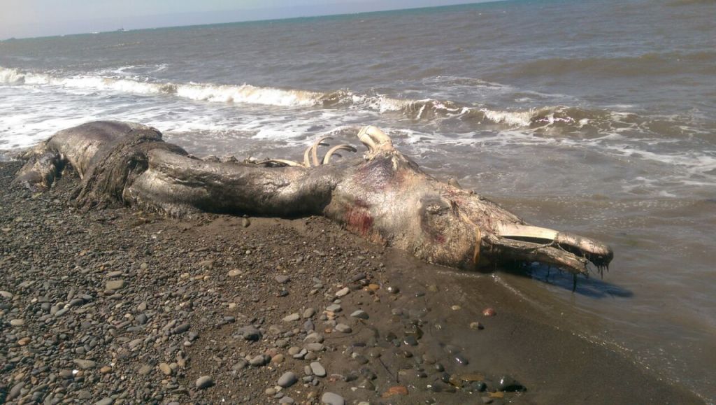 На берег Сахалина выбросило тушу загадочного животного