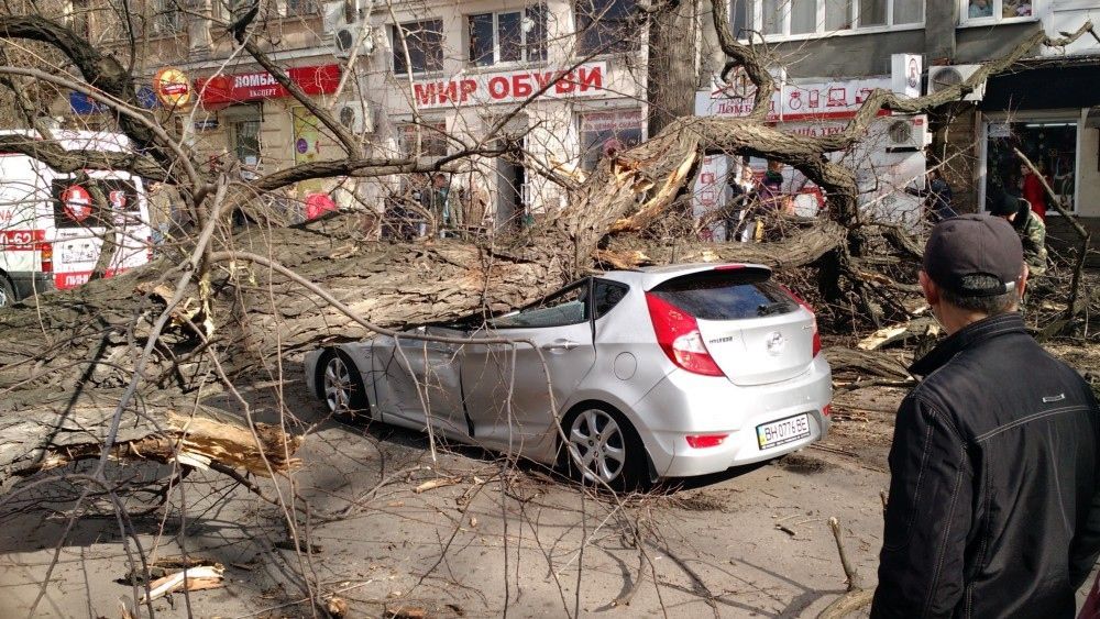 В Одессе огромное дерево упало на проезжавший автомобиль
