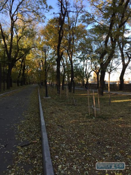 В Одессе уничтожили аллею Небесной сотни