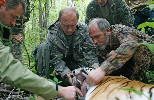 Тигр Путина сбежал в Китай "из-за бродячего характера"