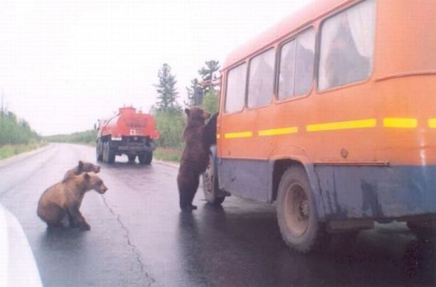 Мем Meanwhile in Russia или "умом Россию не понять"