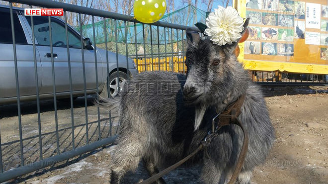 Тимуру сосватали овдовевшую козу