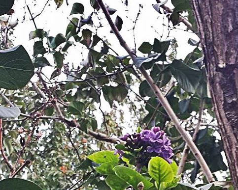 Cu liliac in floare, in zile reci de toamna