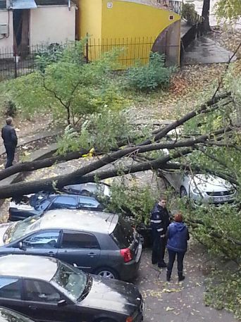 Рухнувшее дерево повредило четыре автомобиля в столице
