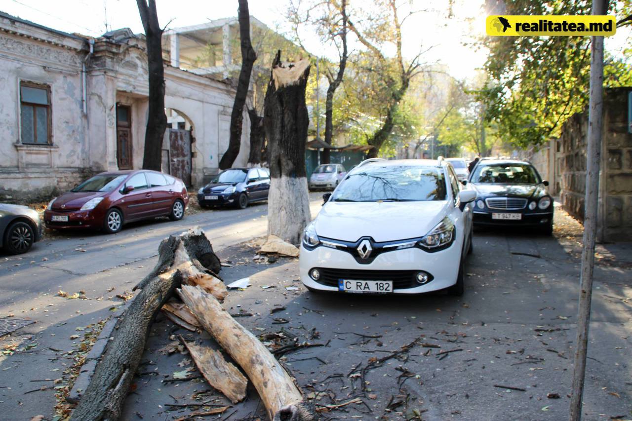 Un copac putred a căzut peste o maşină în centru