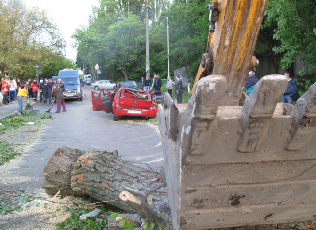 В Киеве упавший тополь убил 5-летнего малыша в день рождения его мамы