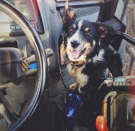 Un câine a ieșit cu tractorul pe autostradă. Şoferii au intrat în panică