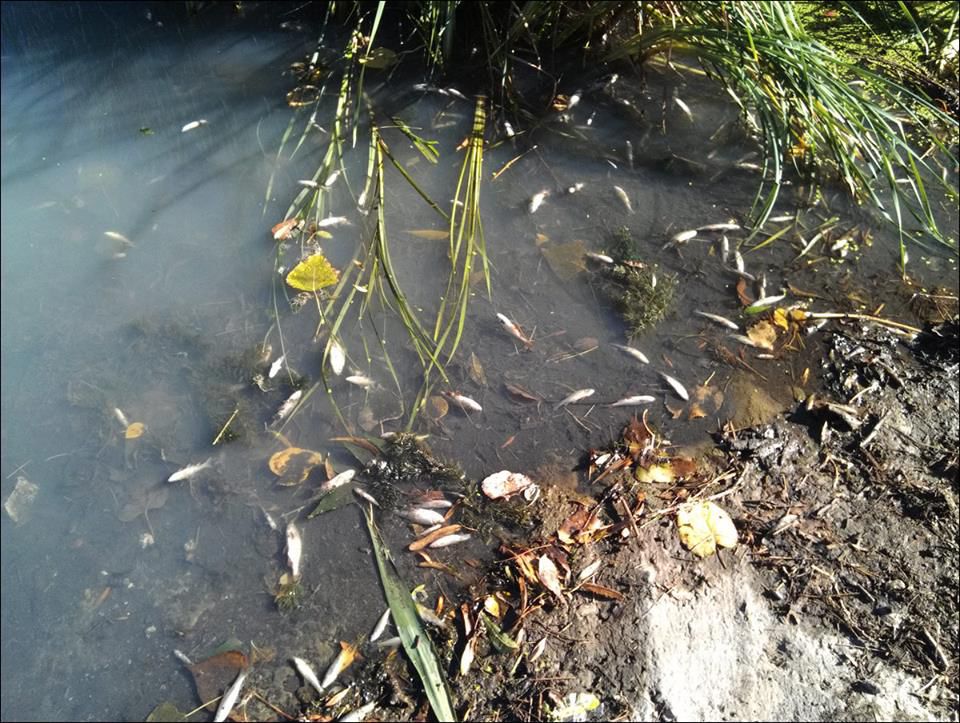 В озере на Рышкановке загрязнена вода и всплыла рыба