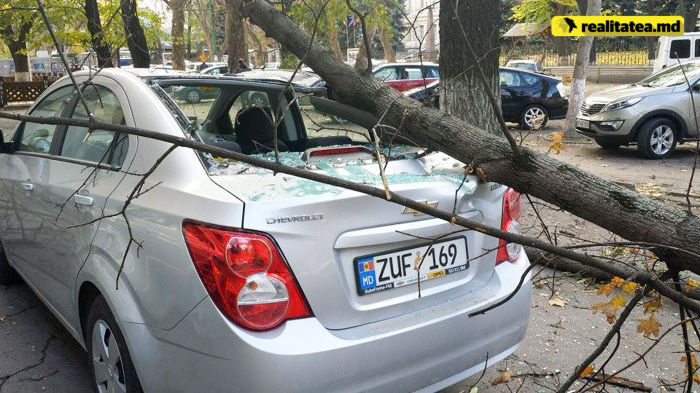 В центре Кишинева на машину упало дерево