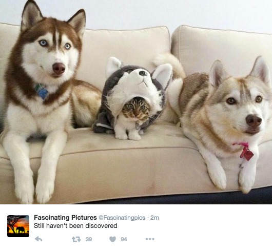 Названы самые нелепые коты 2015 года