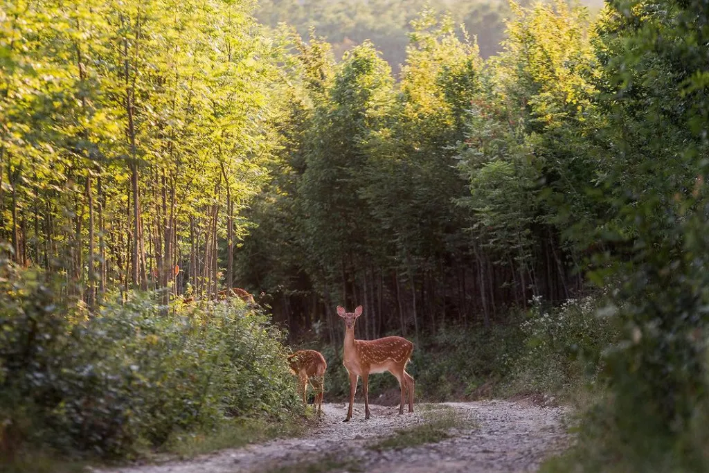 Un Fotograf A Surprins N Codrii Moldovei Dou Femele De Cerb I Un Pui